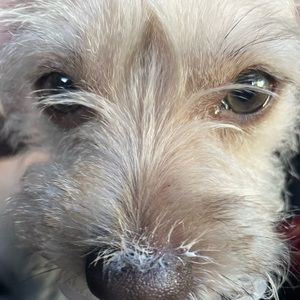 Meet your Posher, Amores